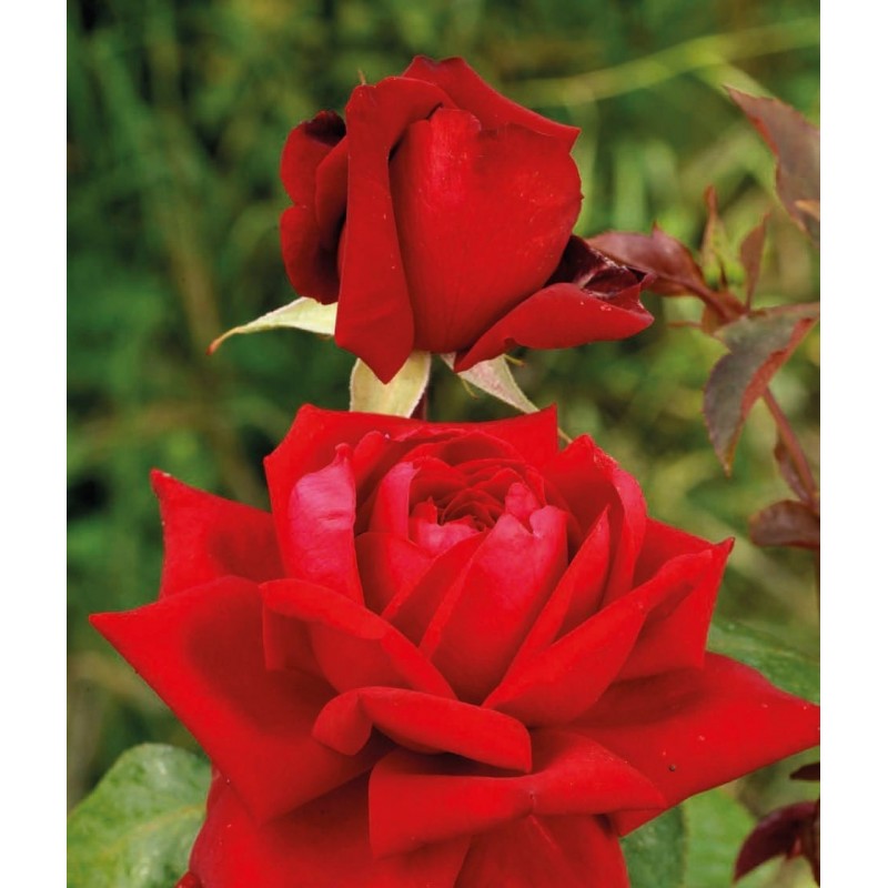 Роза высокорослая малиновый Роза высокорослая малиновый (Rosa )
Это