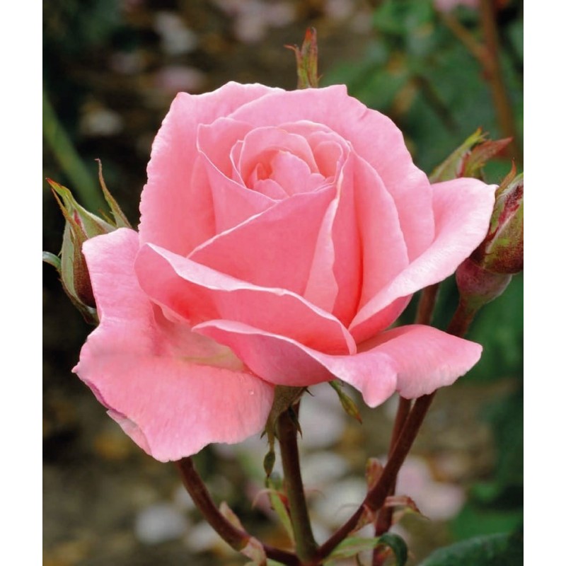 Rose ’QUEEN ELIZABETH’ Grandiflora Rose ’QUEEN ELIZABETH’ Grandiflora (Rosa’Queen