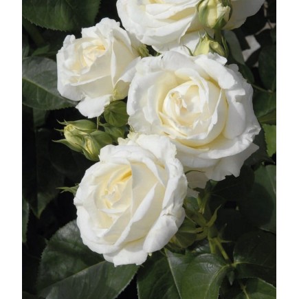 Róża wielkokwiatowa biała...