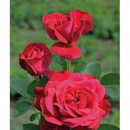 Rose Dame de Coeur 2L