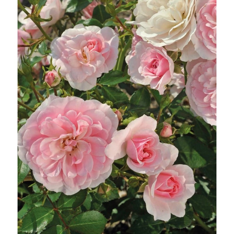 Rose ’Cornelia’ Rose ’Cornelia’ (Rosa ’Cornelia’)
Is a