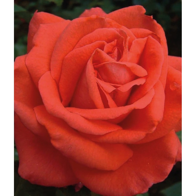 ’Ramona’ climbing rose ’Ramona’ climbing rose (Rosa ’Red Cherokee’)