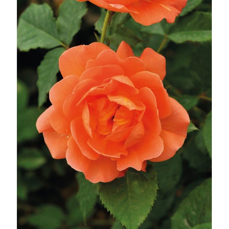 Climbing rose ’Cap Horn’ Climbing rose ’Cap Horn’ (Rosa ’Cap horn’)