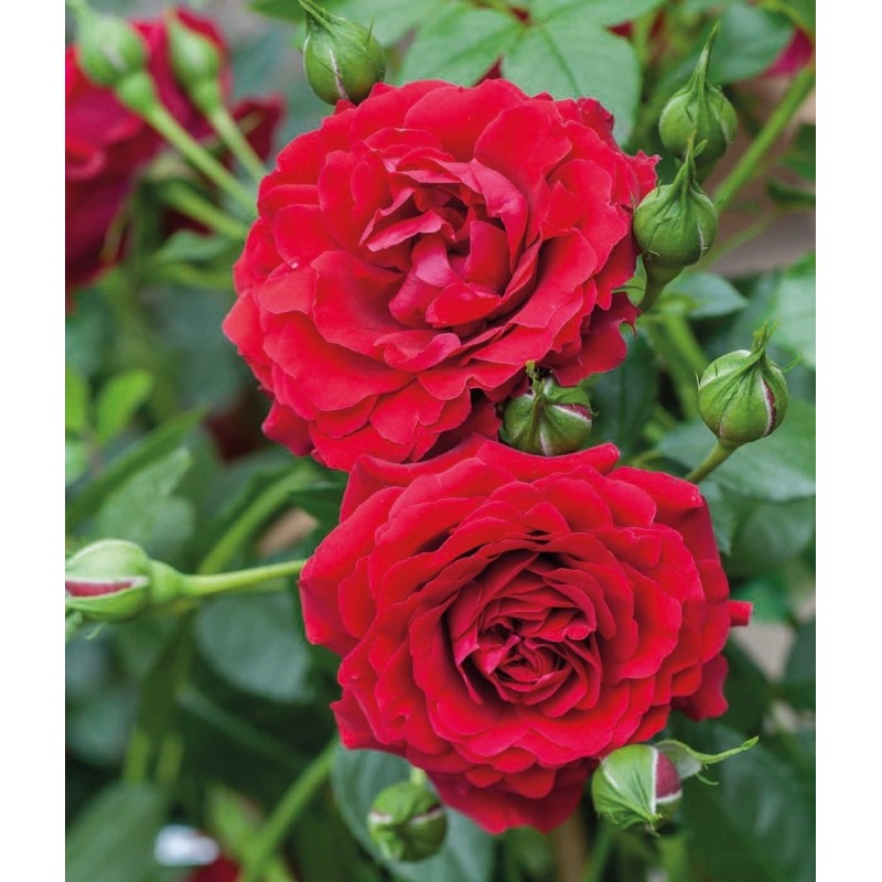 English rose ’Red’ English rose (Rosa ’Red’)
General