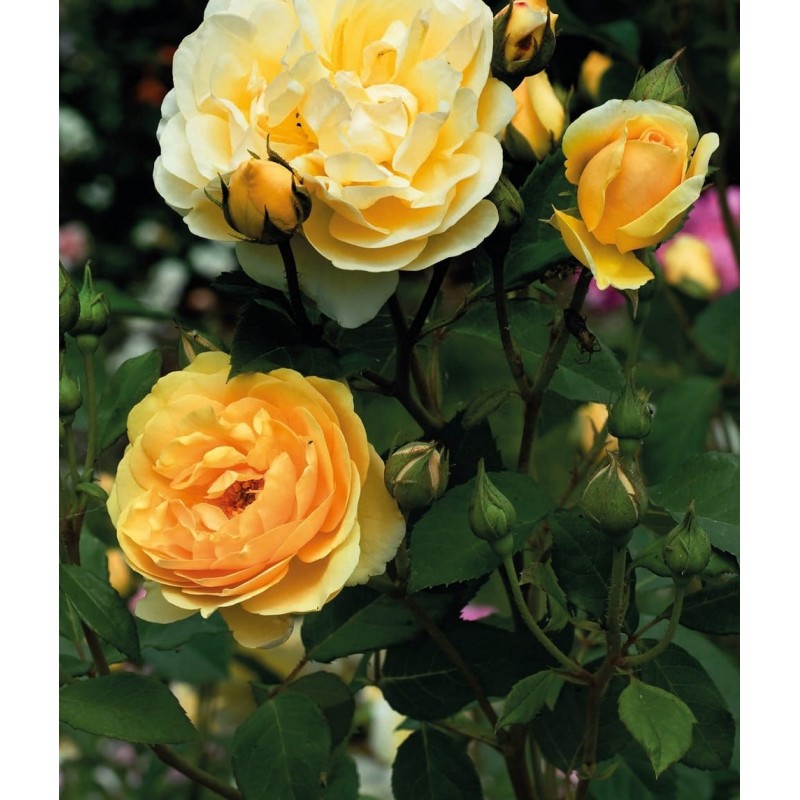Róża angielska ’Żółta’ Rose English ’Yellow’ (Rosa ’Yellow’)