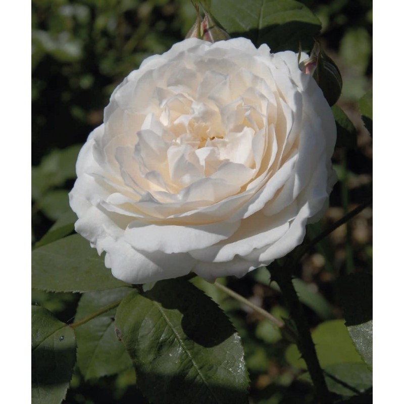 English rose ’White’ English rose ’White’ (Rosa ’White’)
General