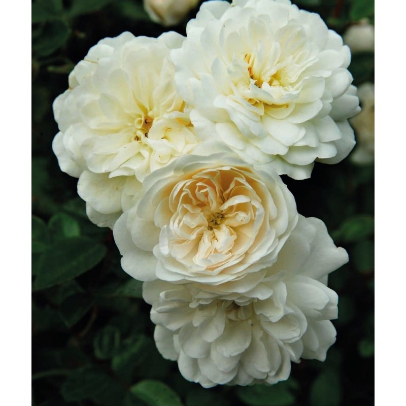 Rose landscape spreading ’White Fairy’ Rose landscape spreading White Fairy General