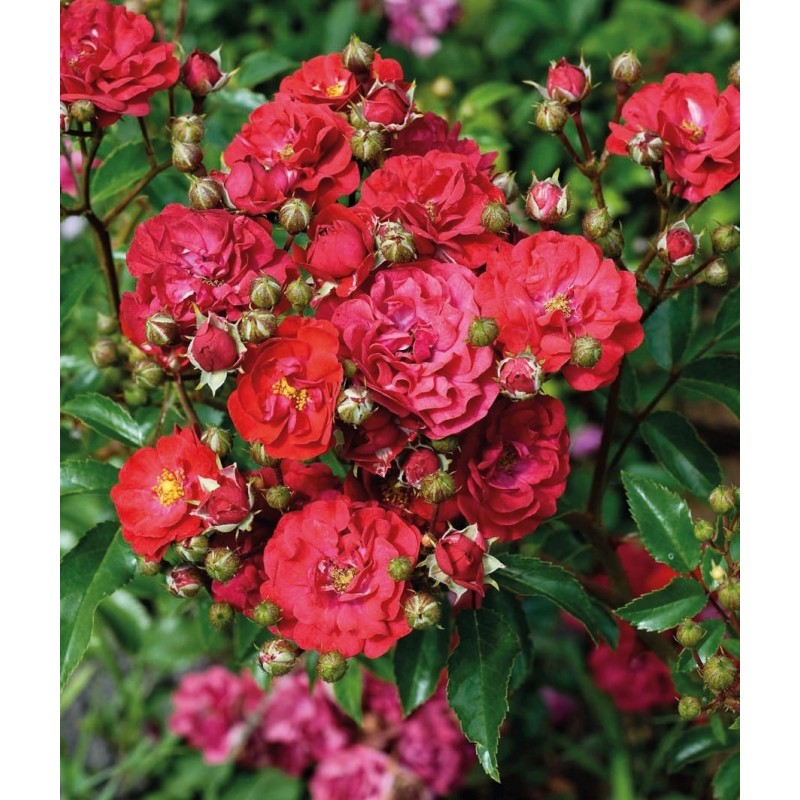 Rose landscape spreading R ose landscape spreading (Rosa)
General