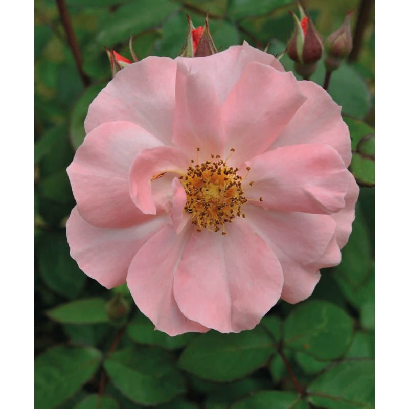 Роза морщинистая Роза морщинистая (Rosa)
кустарник, обычная