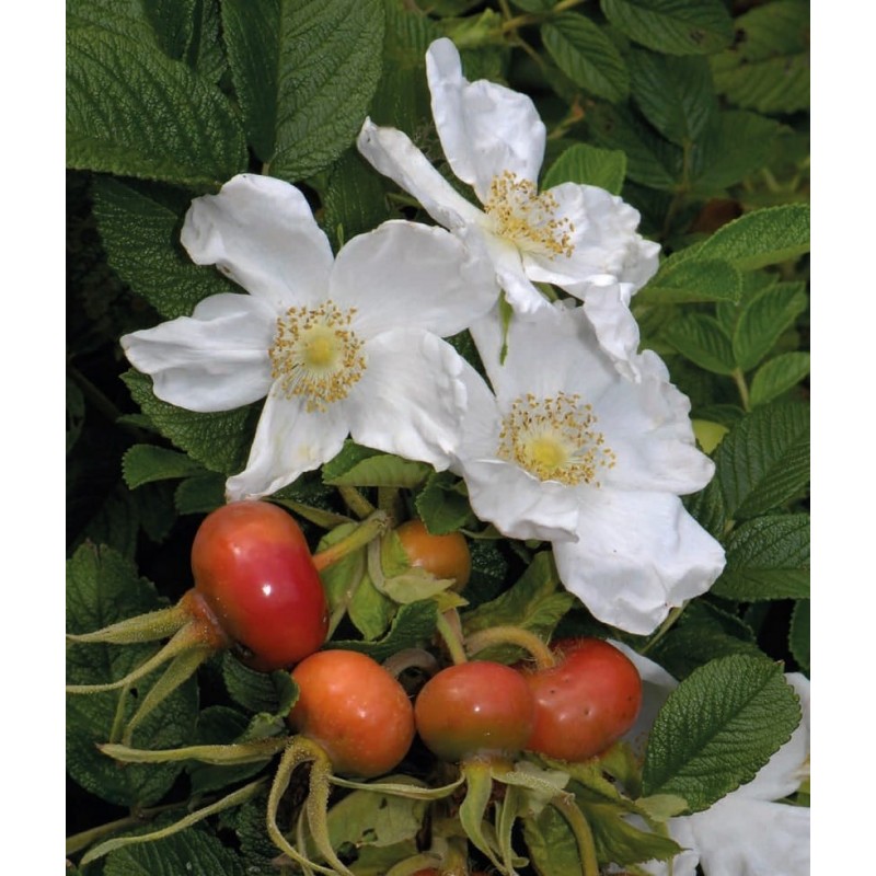 Роза морщинистая Роза морщинистая (Rosa)
кустарник, обычная