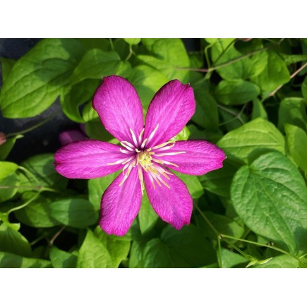 Clematis Kiri Te Kanawa 1l