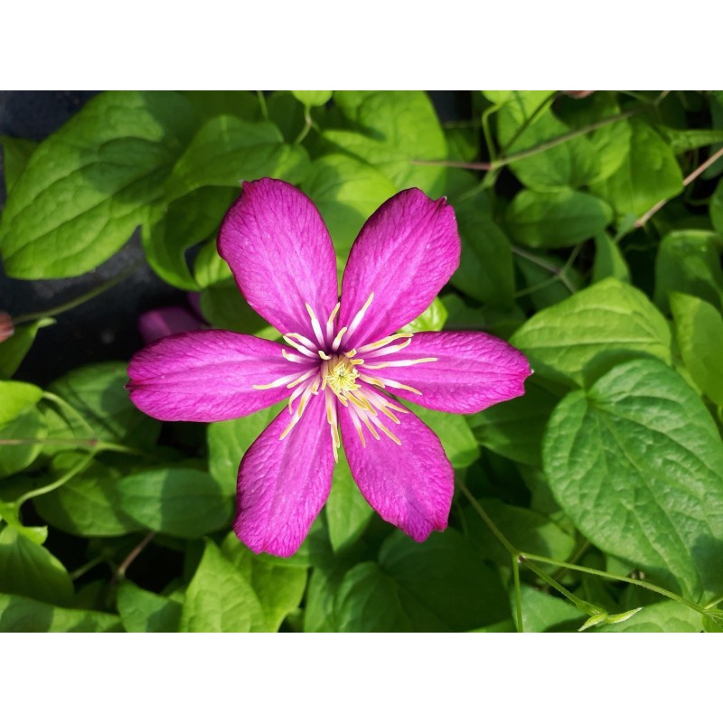 Powojnik wielkokwiatowy ’Clematis Ville de Lyon’ Powojnik wielkokwiatowy ’Ville de Lyon’