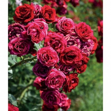 [archiwum] Róża pnąca czerwona Mushimara 2L