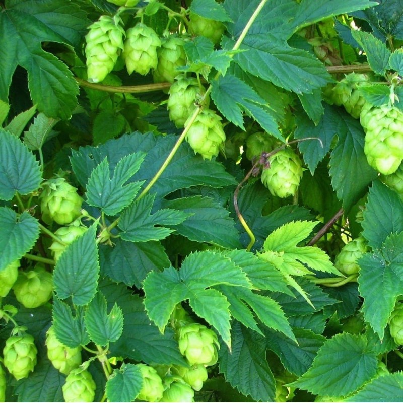 Chmiel zwyczajny ’Aureus’ Chmiel zwyczajny ’Aureus’ (Humulus lupulus