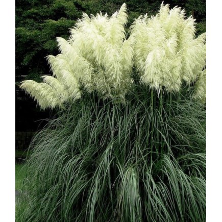 Pampas Grass Witte Pluim 1L