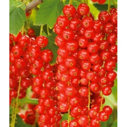 Rote Johannisbeere ’Rovada’ 1L