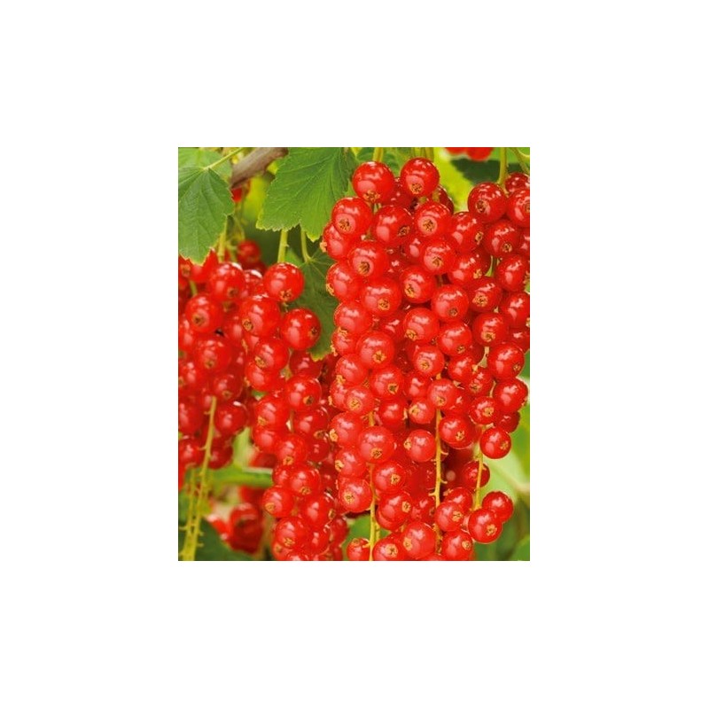 Porzeczka czerwona ’Rovada’ Porzeczka czerwona ‚Rovada’
(Ribes rubrum