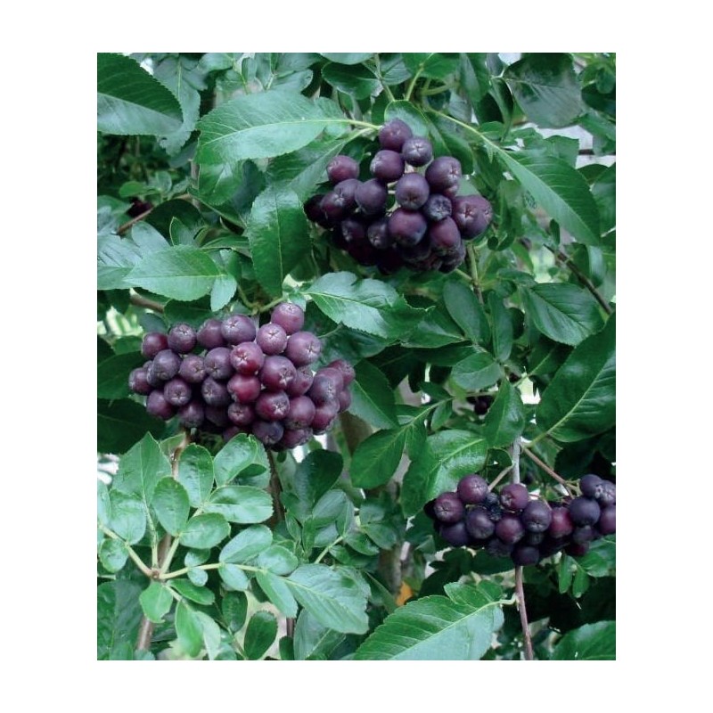 Jarząb 'Likjornaja' Jarząb ‚Likjornaja’ (Sorbus)
Rosyjska