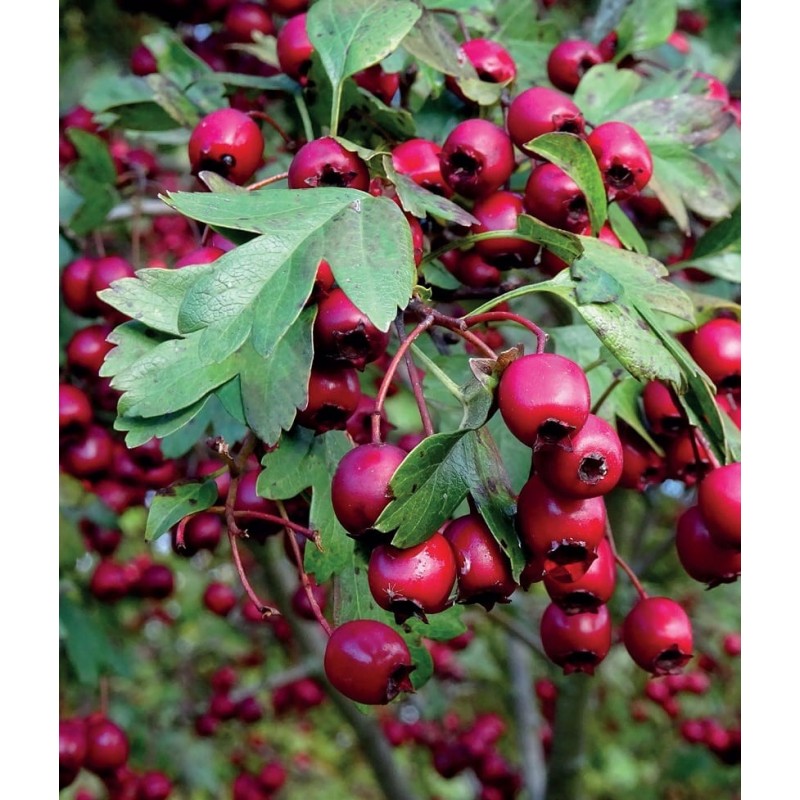 Sorbus 'Titan' Jarząb ‚Titan’ (Sorbus)
Rosyjska