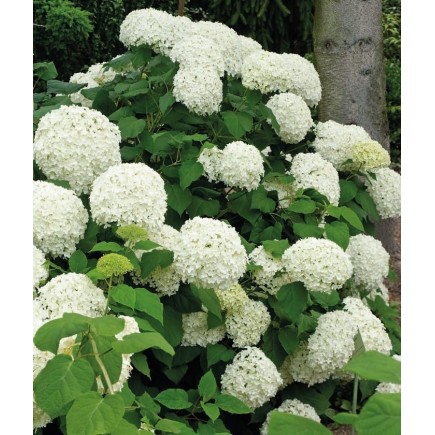 Smooth Hydrangea Anabelle 2L
