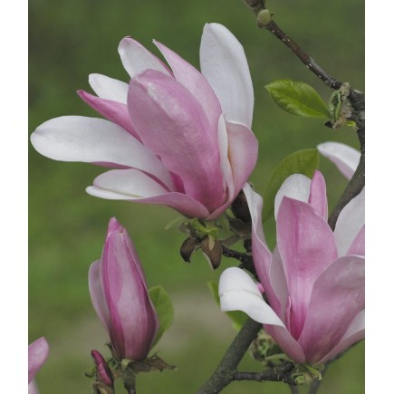 Magnolia George Henry Kern 2L
