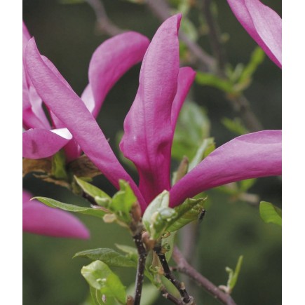 Magnolia Susan 2L
