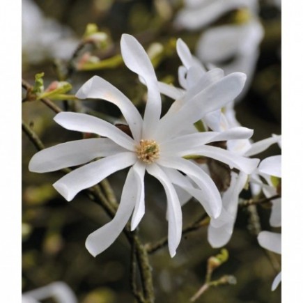 Sternförmige Magnolie 2L