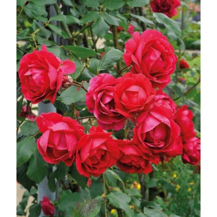 Climbing Rose Paul’s...
