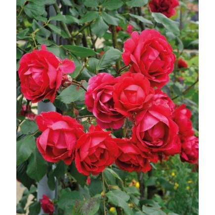 Роза красная Пауль Скарлет  1л