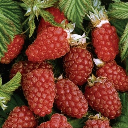 Loganberry 1L