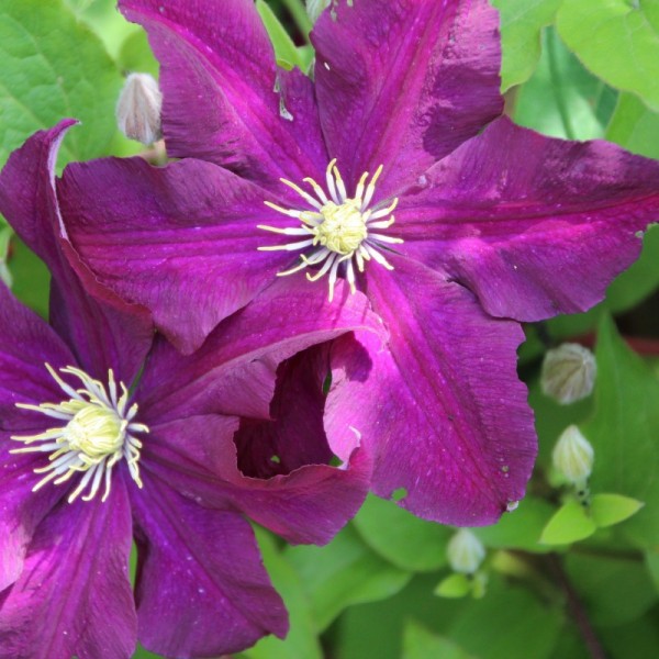 Clematis Słowianka 1L