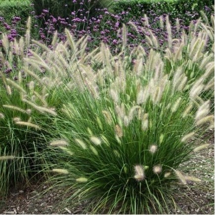 Miniature Fountain Grass...