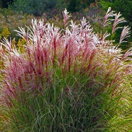 Chinese Silver Grass...
