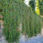 Thorndale Common Ivy 1L
