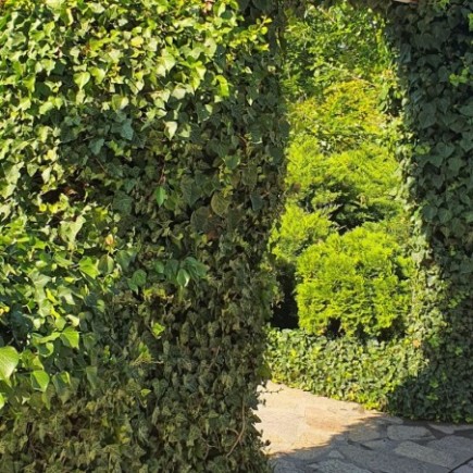 Thorndale Common Ivy 1L