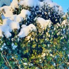 Thorndale Common Ivy 1L