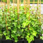 Thorndale Common Ivy 1L