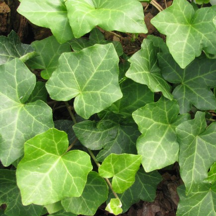 Thorndale Common Ivy 1L