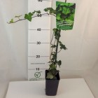 Thorndale Common Ivy 1L