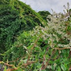 Rdest Auberta Fallopia 1L