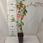 Rdest Auberta Fallopia 1L