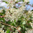 Rdest Auberta Fallopia 2L