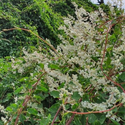 Rdest Auberta Fallopia 2L