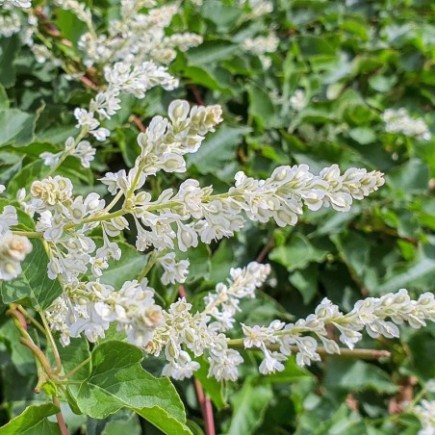 Rdest Auberta Fallopia 2L