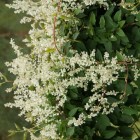 Rdest Auberta Fallopia 2L