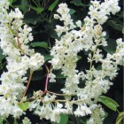 Rdest Auberta Fallopia 2L