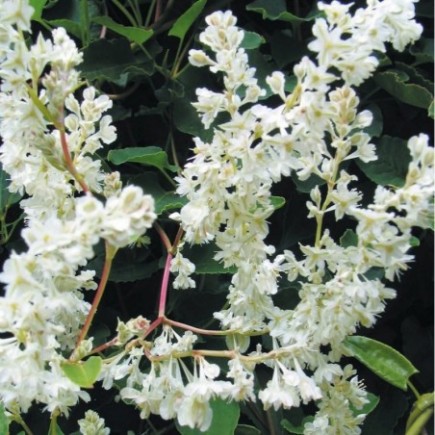 Rdest Auberta Fallopia 2L