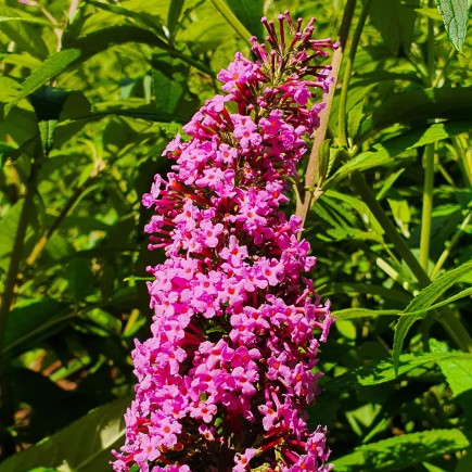 Schmetterlingsflieder Pink...