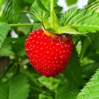 Erdbeer-Himbeere 1L