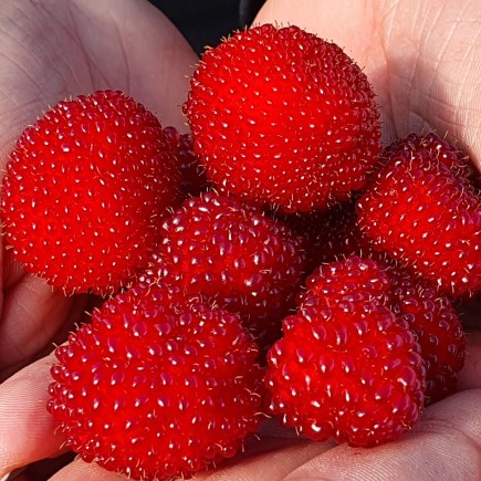 Strawberry-raspberry 1L